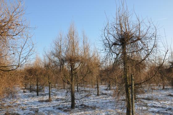 Zdjęcie&#x20;przedstawia&#x20;drzewa&#x20;na&#x20;plantacji&#x20;modrzewia&#x20;europejskiego